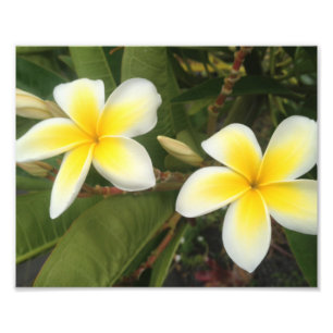Foto Plumeria Amarela