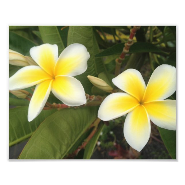 Foto Plumeria Amarela (Frente)
