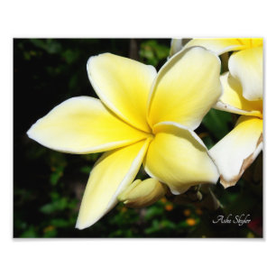 Foto Plumeria Amarela