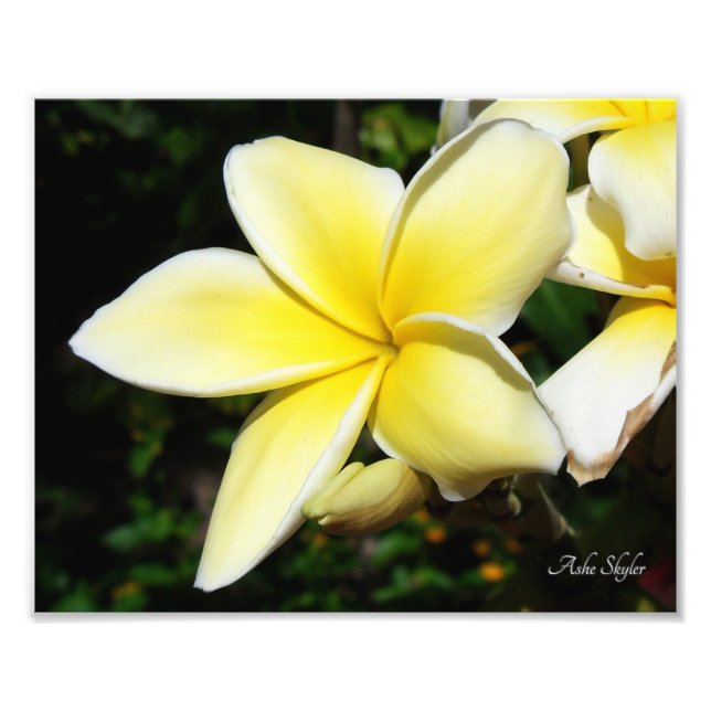 Foto Plumeria Amarela (Frente)