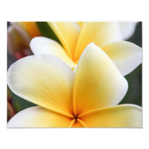 Foto Plumeria Amarela Flor Frangipani Design