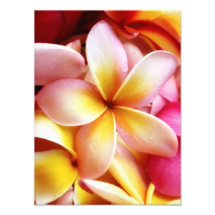 Foto Plumeria Frangipani Hawaii Flor Vazio Personalizad