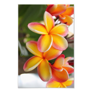 Foto Plumeria vermelho e amarelo 2