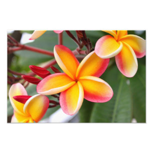 Foto Plumeria vermelho e amarelo 3