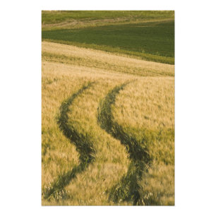 Foto Pneus de tratores através do trigo, Toscana, Itáli