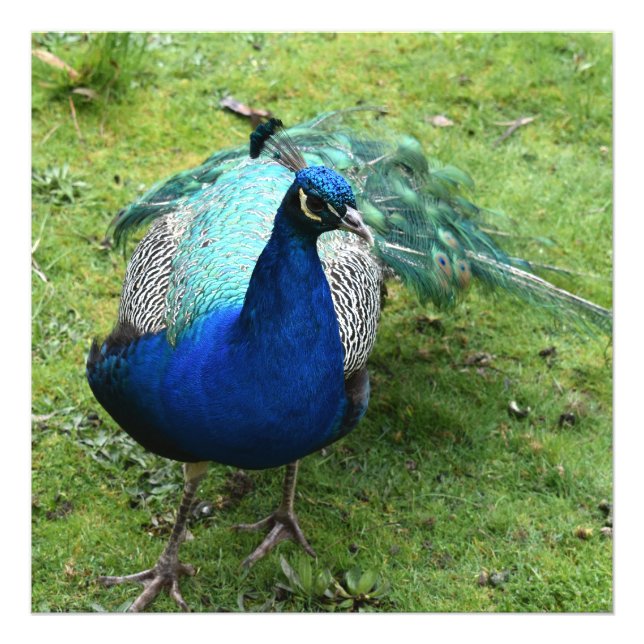 Foto Poder do Pavão Real Regale (Frente)