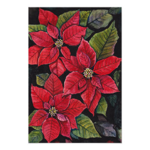 Foto Poinsettia Vibrante Em Aquarela