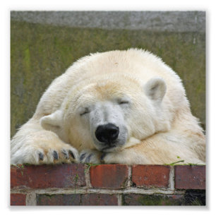 Foto PolarBear20150501