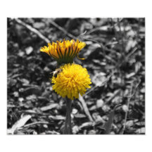 Polinização precoce da Primavera