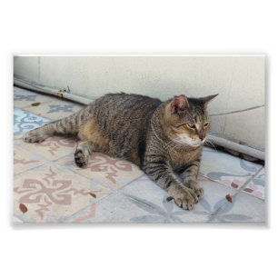 Foto Polydactyl Cat, Key West, Florida