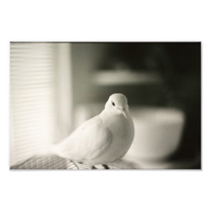 Foto Pomba