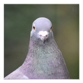 Foto Pombo