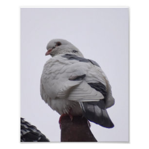 Foto Pombo Branco