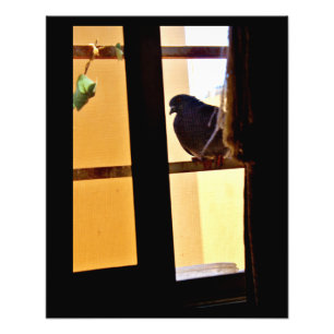 Foto Pombo Pacífico