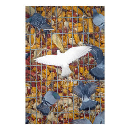 Foto Pombos pegam o milho