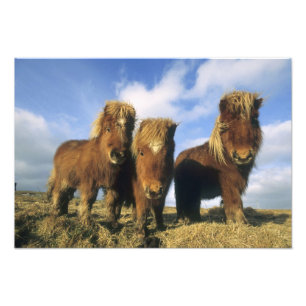 Foto Pônei Shetland, ilhas Shetland continental,