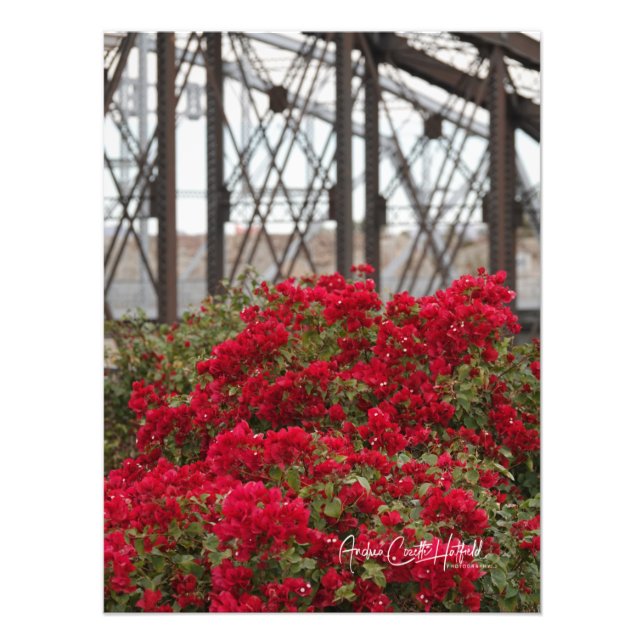Foto Ponte entre Bougainvillea e Oceano (Frente)
