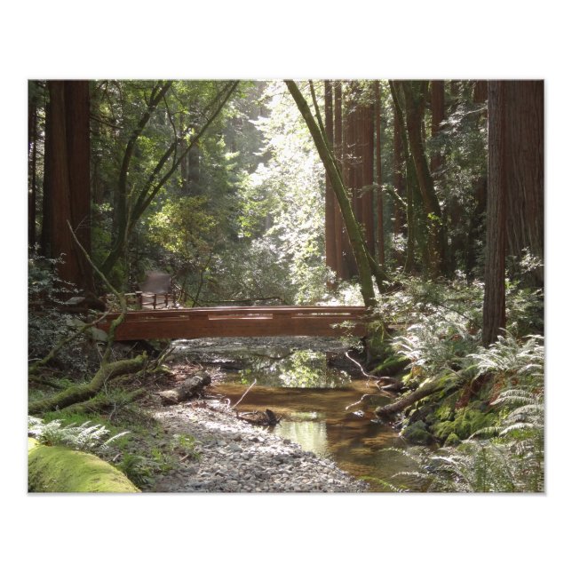 Foto Ponte Muir Woods II (Frente)