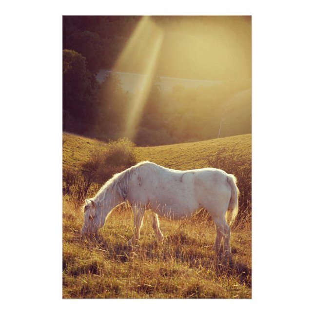 Foto Pony Grazing (Frente)
