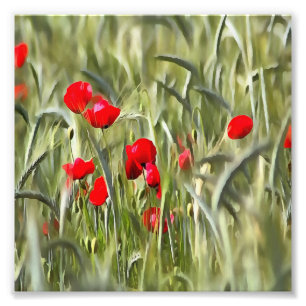 Foto Poppies de Milho