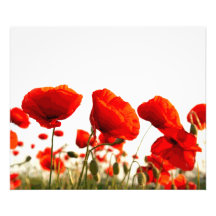 Poppies vermelhos