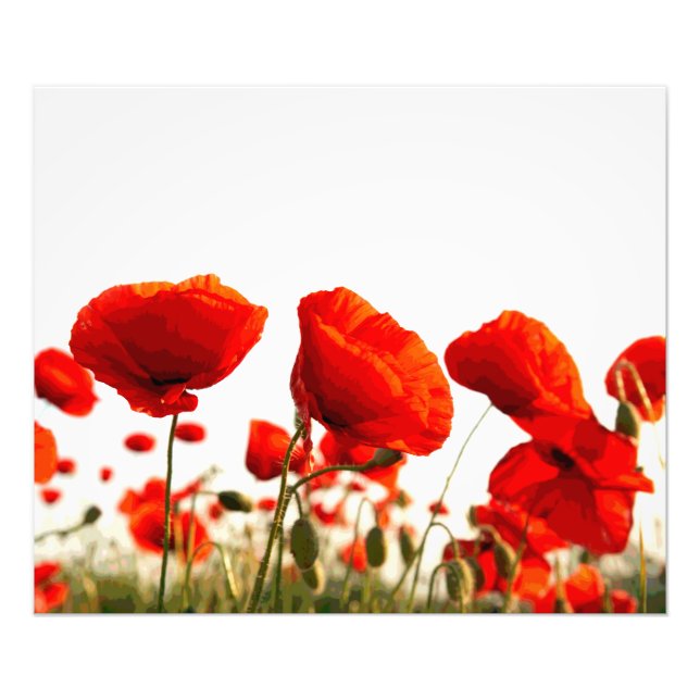 Foto Poppies vermelhos (Frente)
