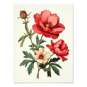 Foto Poppies vermelhos em greve num fundo branco