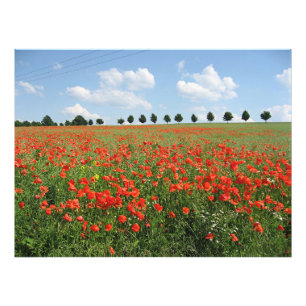 Foto Poppy Field