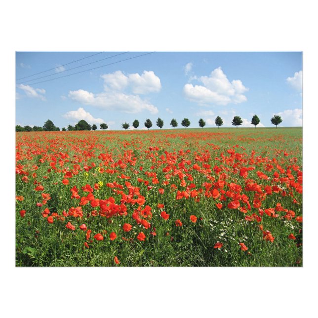 Foto Poppy Field (Frente)