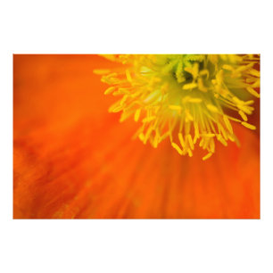 Foto Poppy Islandês