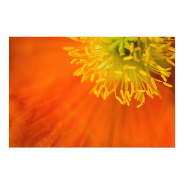 Foto Poppy Islandês (Frente)