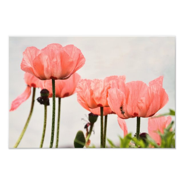 Foto Poppy Picture (Frente)