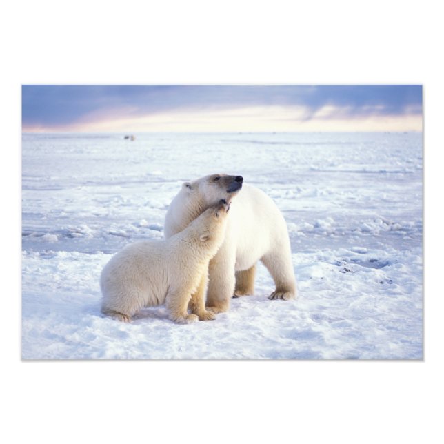 Foto Porca-de-urso polar com crivo (Frente)