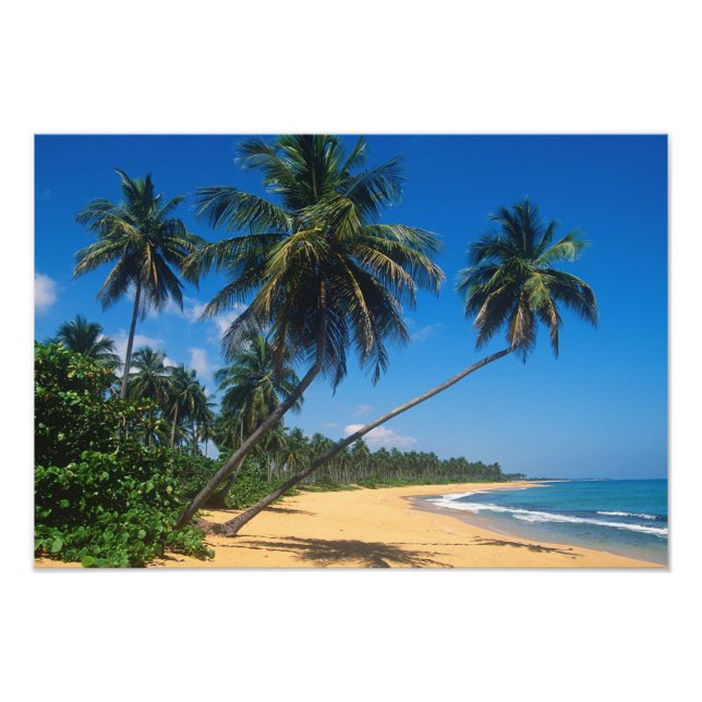 Foto Porto Rico, Isla Verde, palmeiras. (Frente)