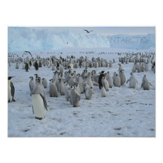 Foto Poster A rebanho de pingões na Antártica, foto.