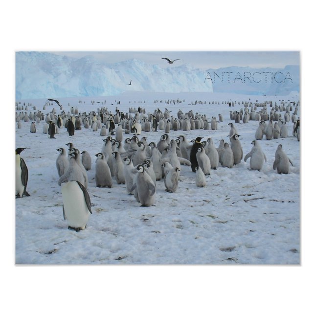 Foto Poster A rebanho de pingões na Antártica, foto. (Frente)