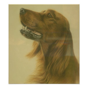 Foto Poster customizável da arte do setter irlandês