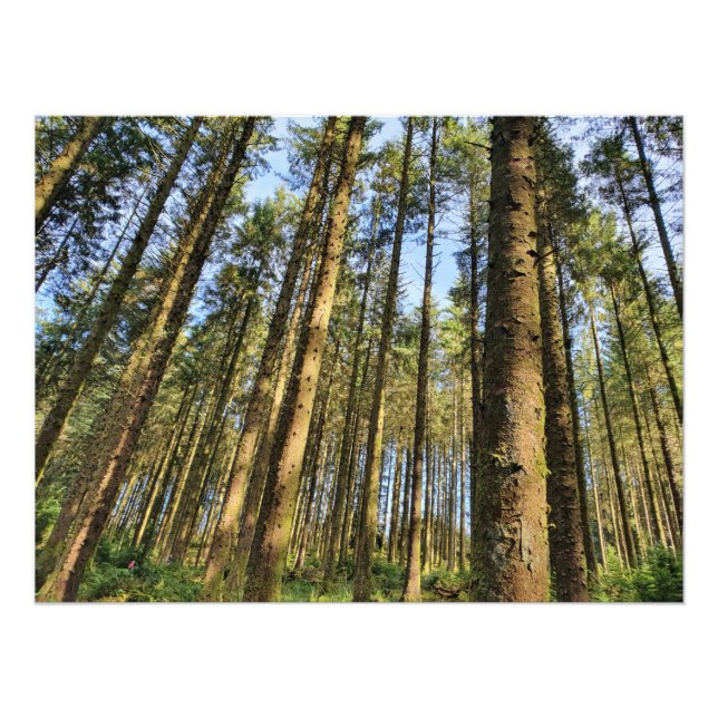 Foto Poster de árvores florestais (Frente)