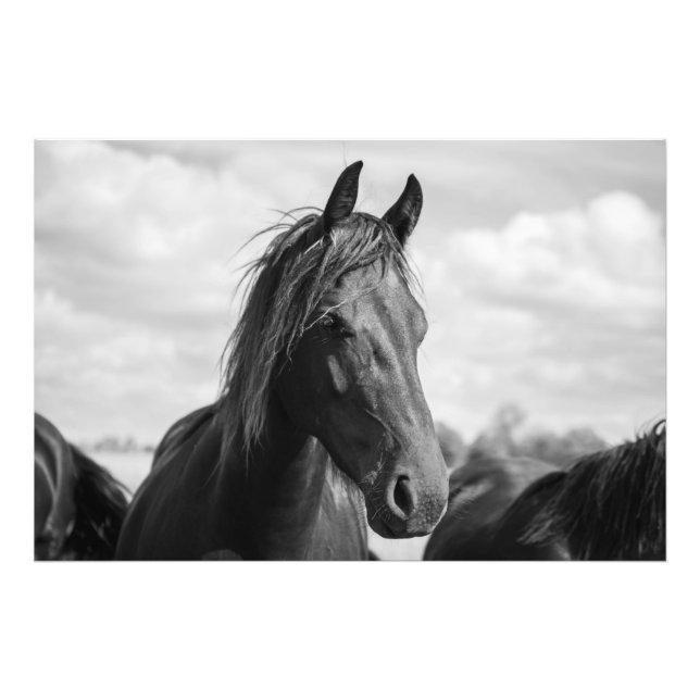 Foto poster de cabeça de cavalo (Frente)