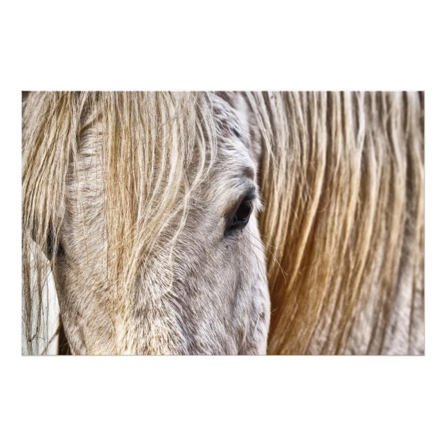 Foto poster de cavalo de galeria (Frente)