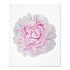 Foto Pôster de Flor de Peônia Rosa em Aquarela