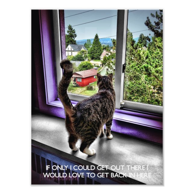 Foto Poster de Gato Engraçado (Frente)