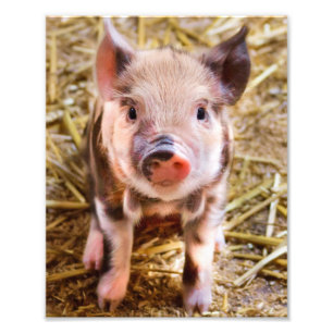Foto Poster de Pequeno Piglet
