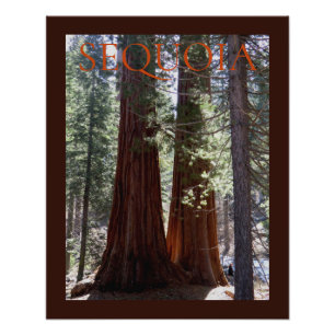Foto Poster de Sequoia/Kings Canyon