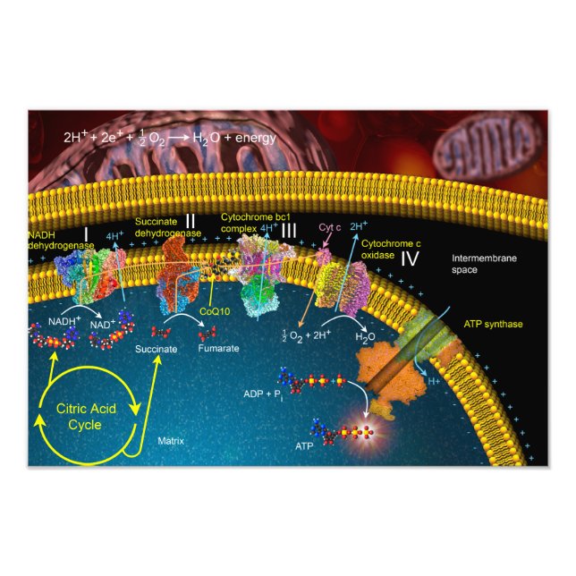 Foto Poster de transporte de eletrões (Frente)