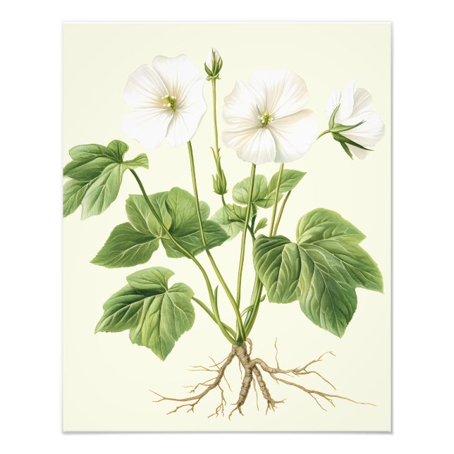 Foto Pôster Floral Vintage Botânico Malvaísco (Frente)