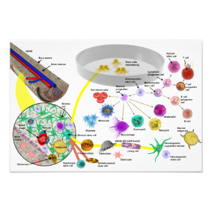 Foto Poster Hematopoietic das células estaminais