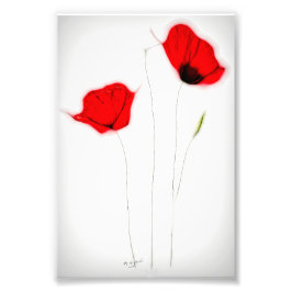 FOTO POSTER POPPY