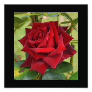 Foto Poster Rosa vermelha
