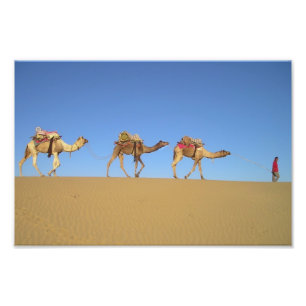 Foto Pôster Três Camelos no Deserto